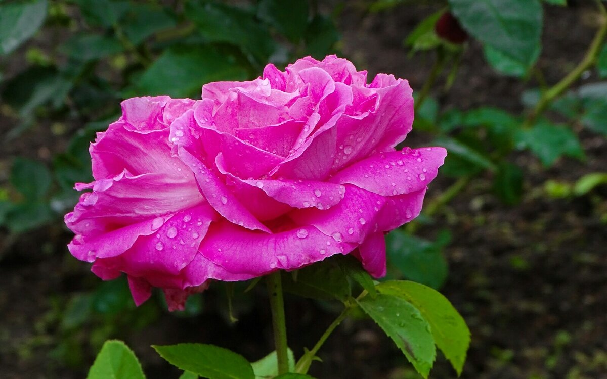 Городские цветы. - Милешкин Владимир Алексеевич Городские цветы. - Милешкин Владимир Алексеевич