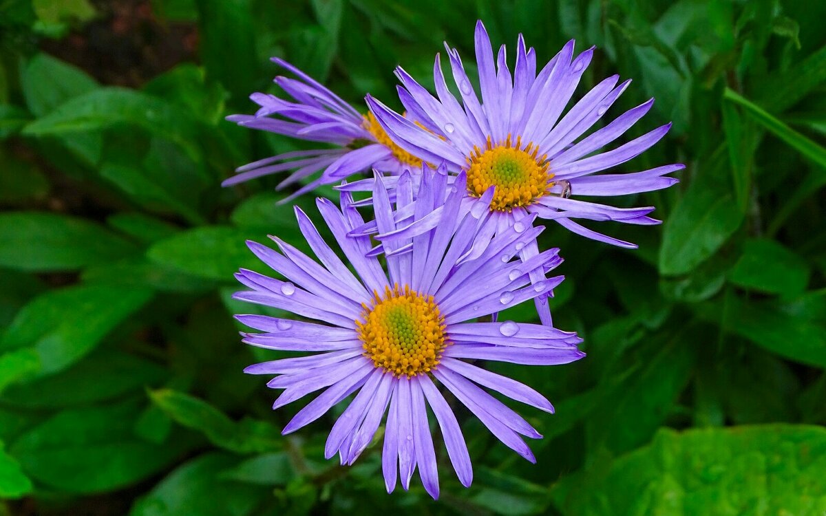 Фиолетовые ромашки (альпийская астра). - Милешкин Владимир Алексеевич 