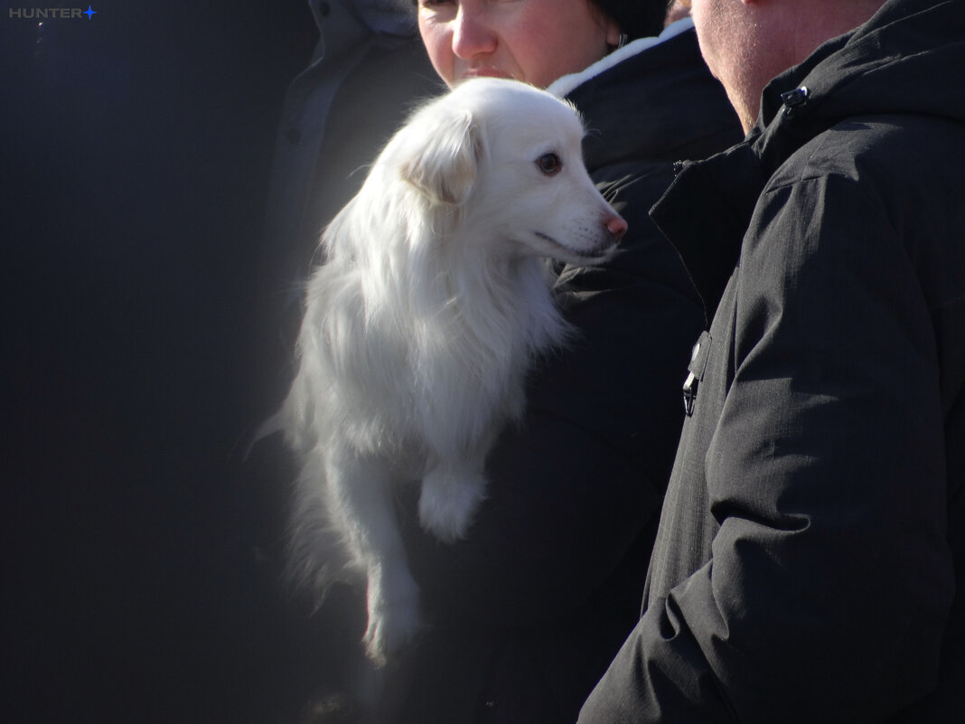 Домашние животные - Полина Лопатина (Hunter) Домашние животные - Полина Лопатина (Hunter)