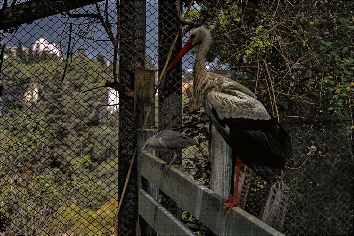 Хайфа 06,2025году - ujgcvbif 