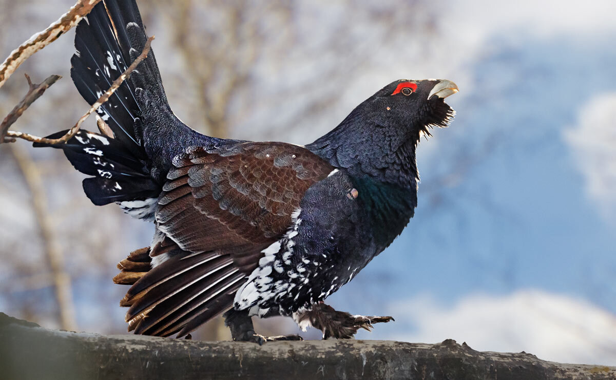 Глухарь - SanSan 