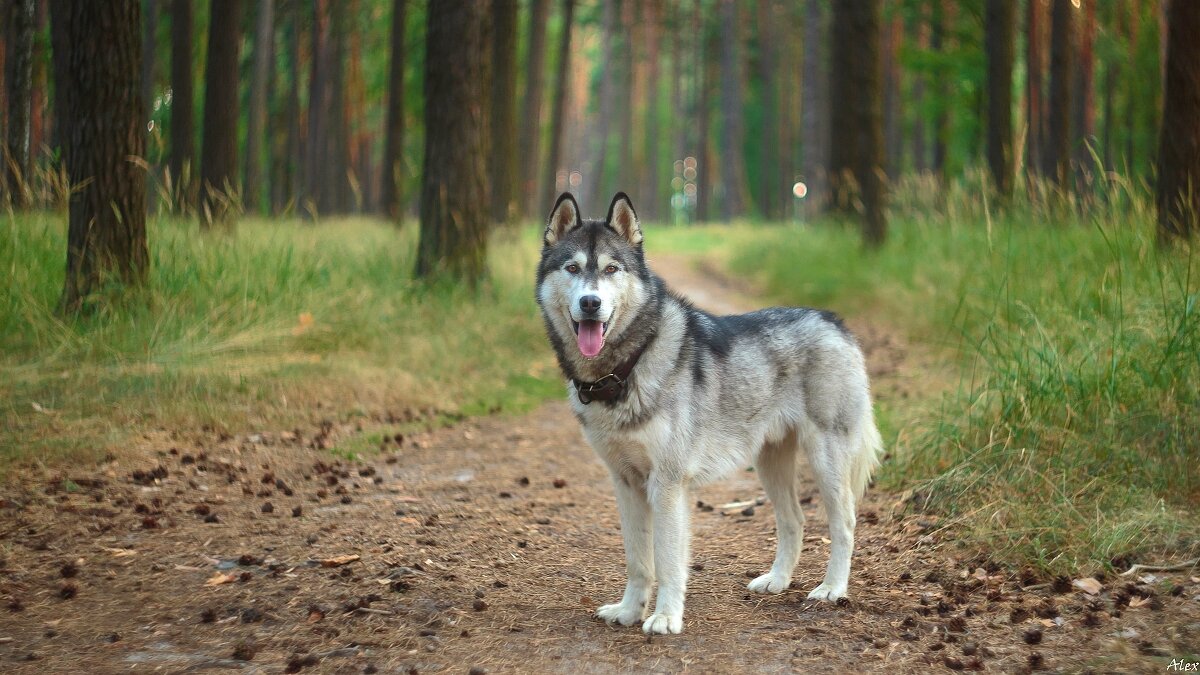 3858 - Alex . 3858 - Alex .