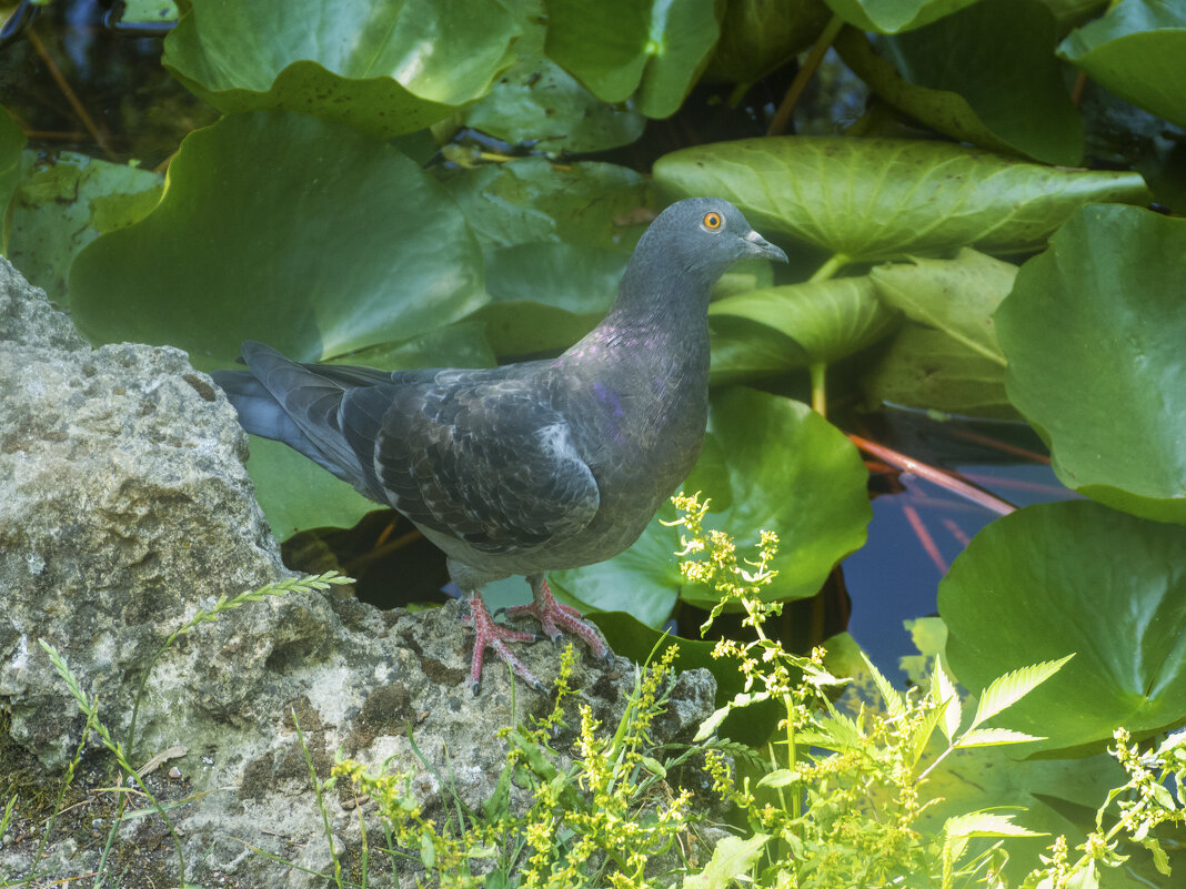 Голубка сизокрылая - Валентин Семчишин