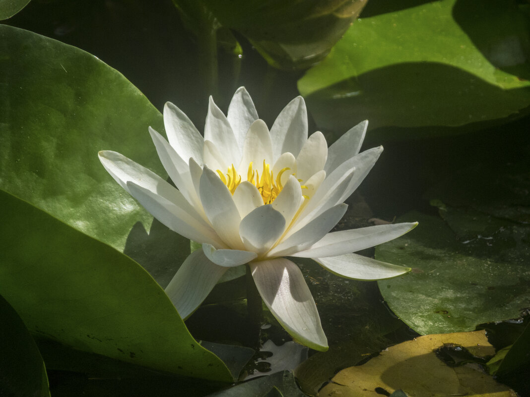 Белая лилия - Валентин Семчишин