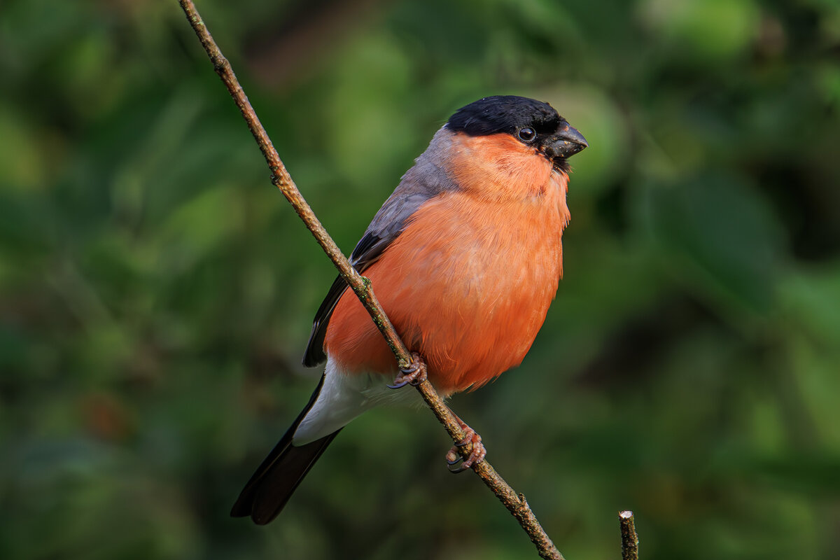 Июньский снегирь - Sergey38 