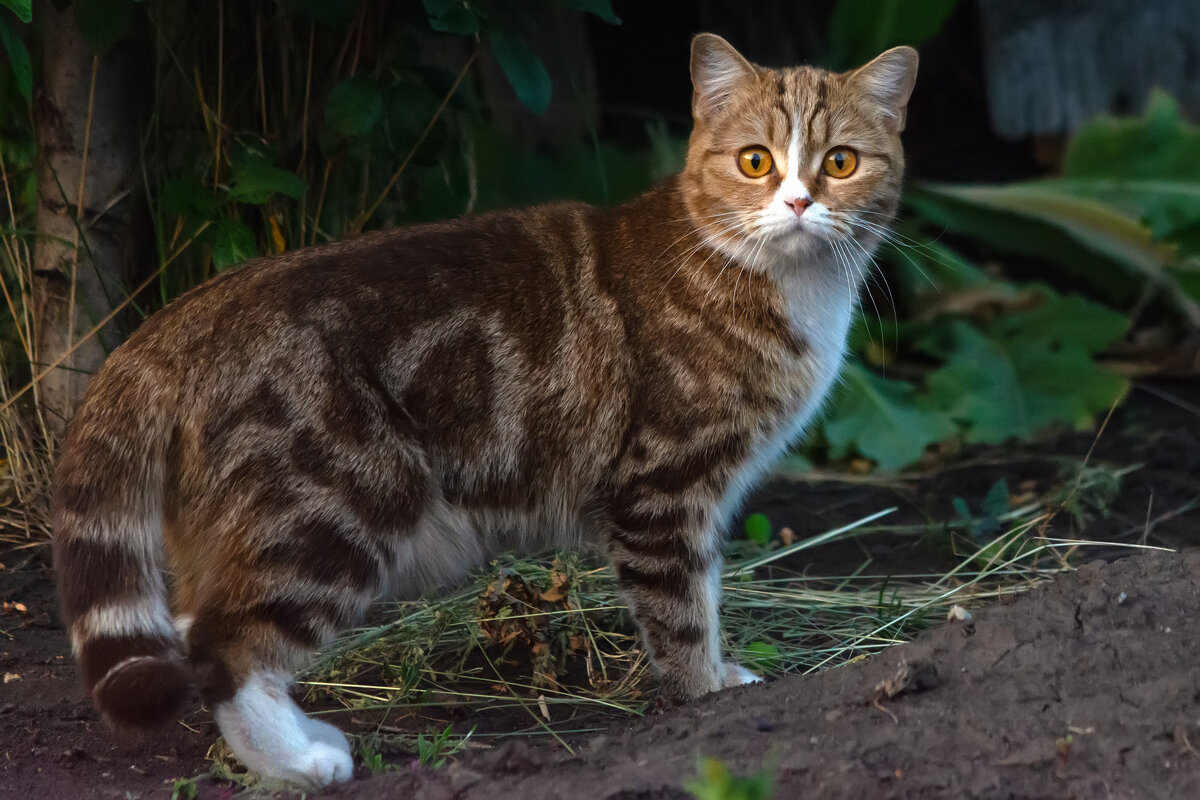 сосед - Виталий Емельянов