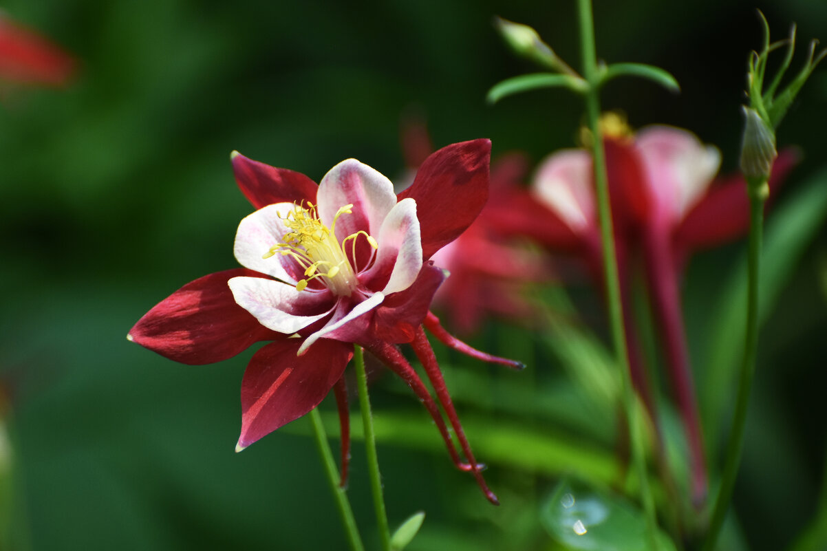 Москва. Нескучный сад. - Наташа *****