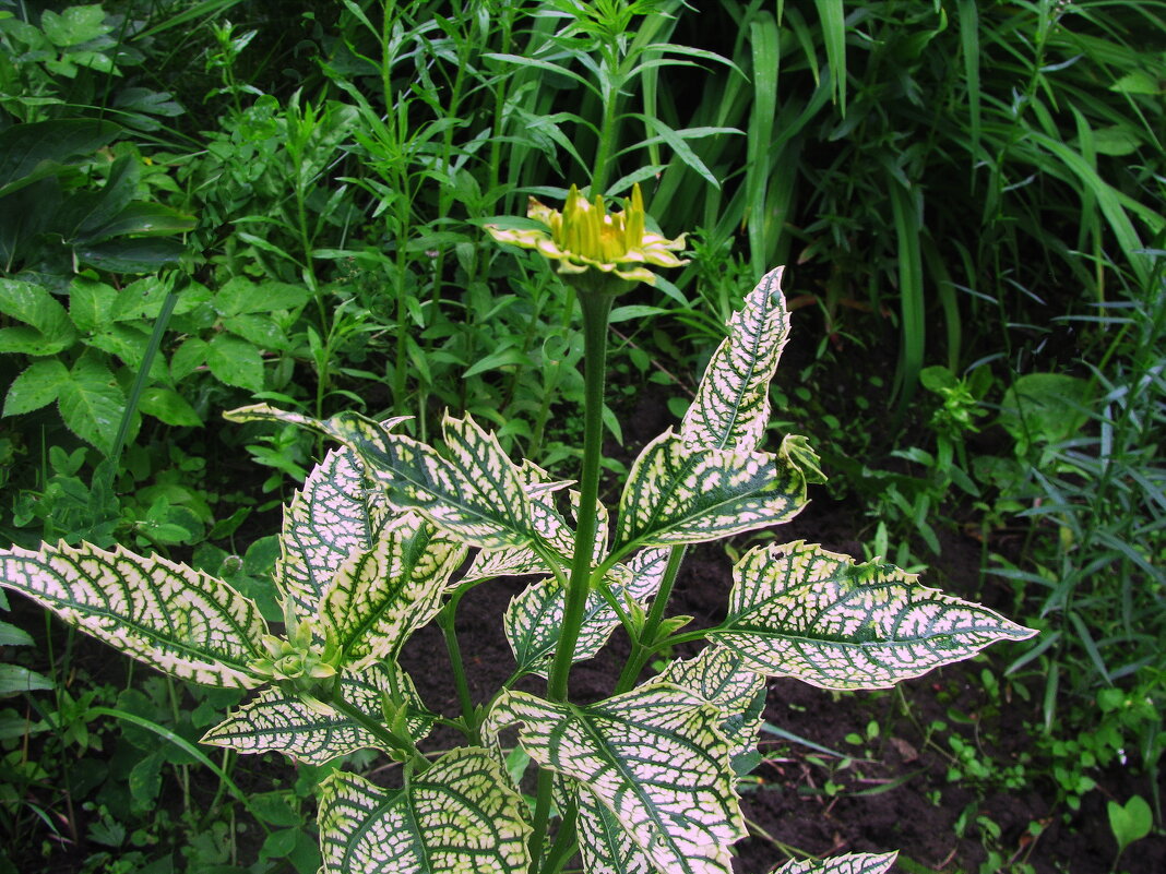 Гелиопсис зацветает - Людмила Смородинская