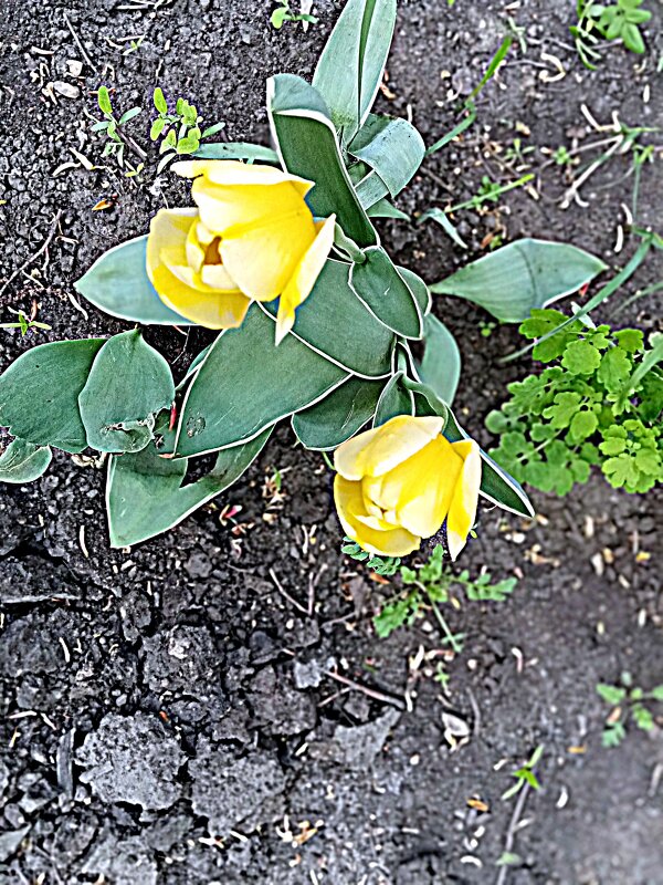 Весенний цвет. - Владимир Драгунский