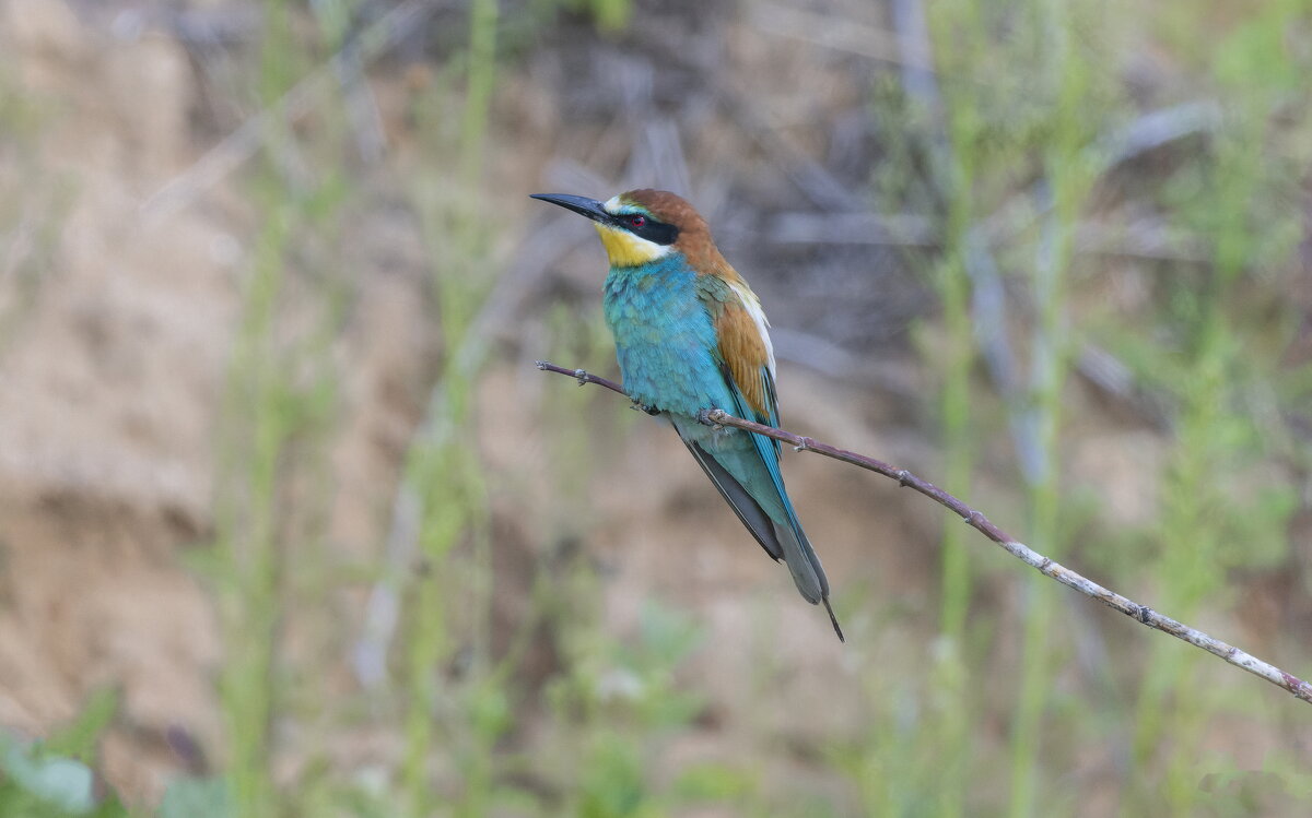 щурки. - юрий макаров