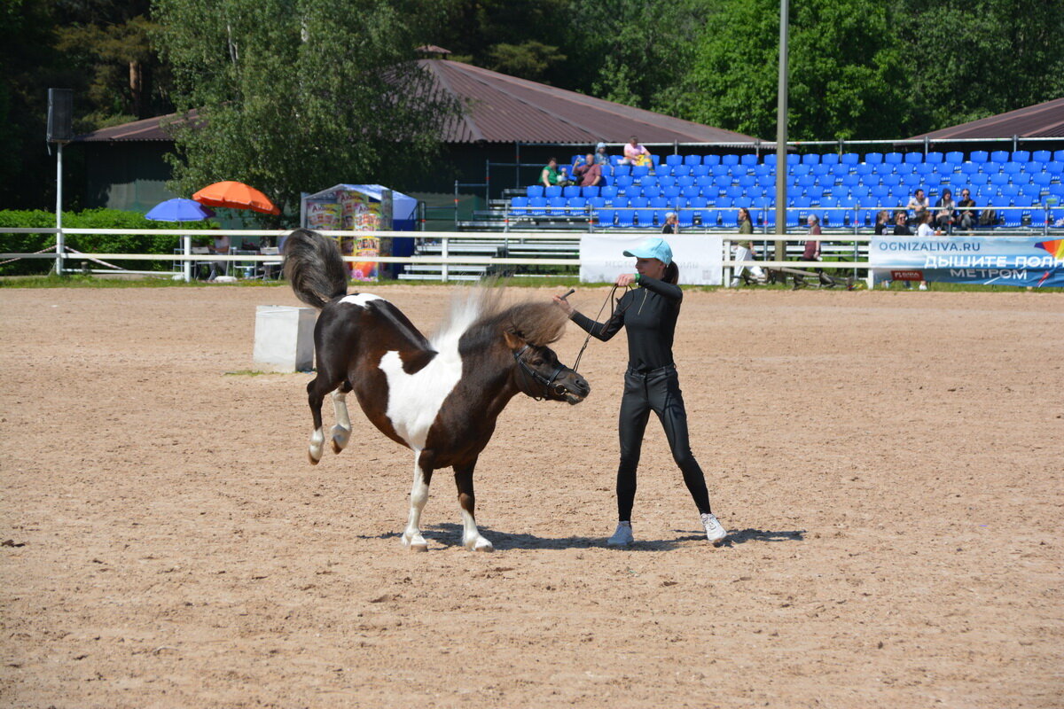 Международная конная выставка "Иппосфера" 2025 - Николай Международная конная выставка "Иппосфера" 2025 - Николай