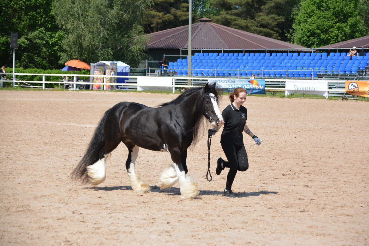 Международная конная выставка "Иппосфера" 2025 - Николай 