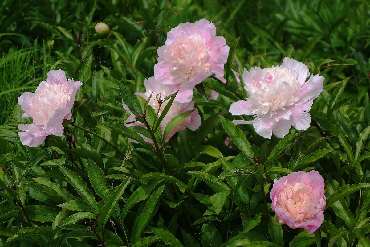 Пионы - Рита Симонова