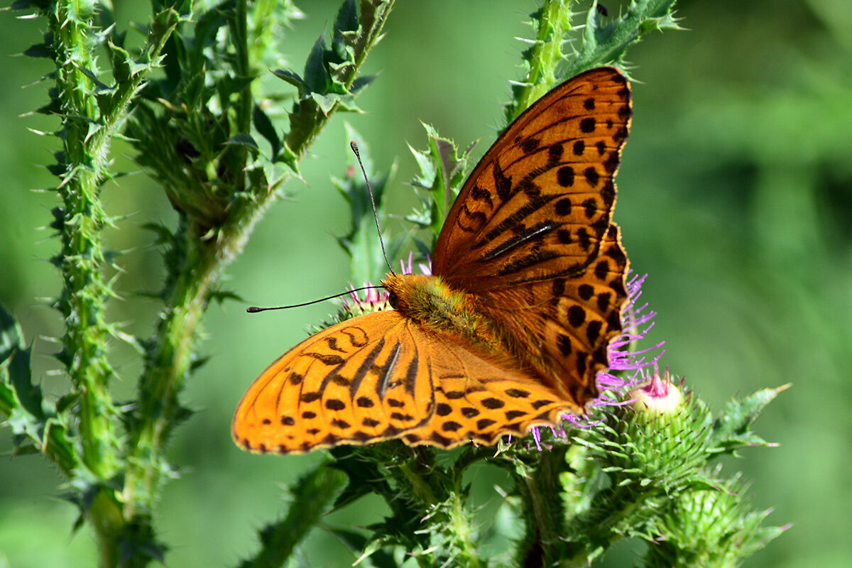 Бабочка - Геннадий Супрун