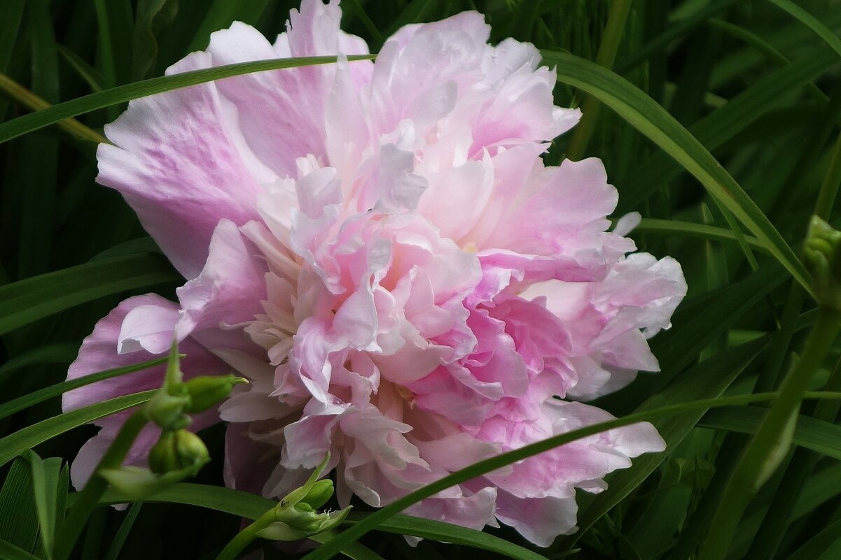 Пион - Рита Симонова