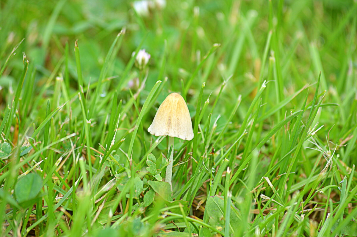 Грибочки пошли... - Татьяна Лютаева Грибочки пошли... - Татьяна Лютаева