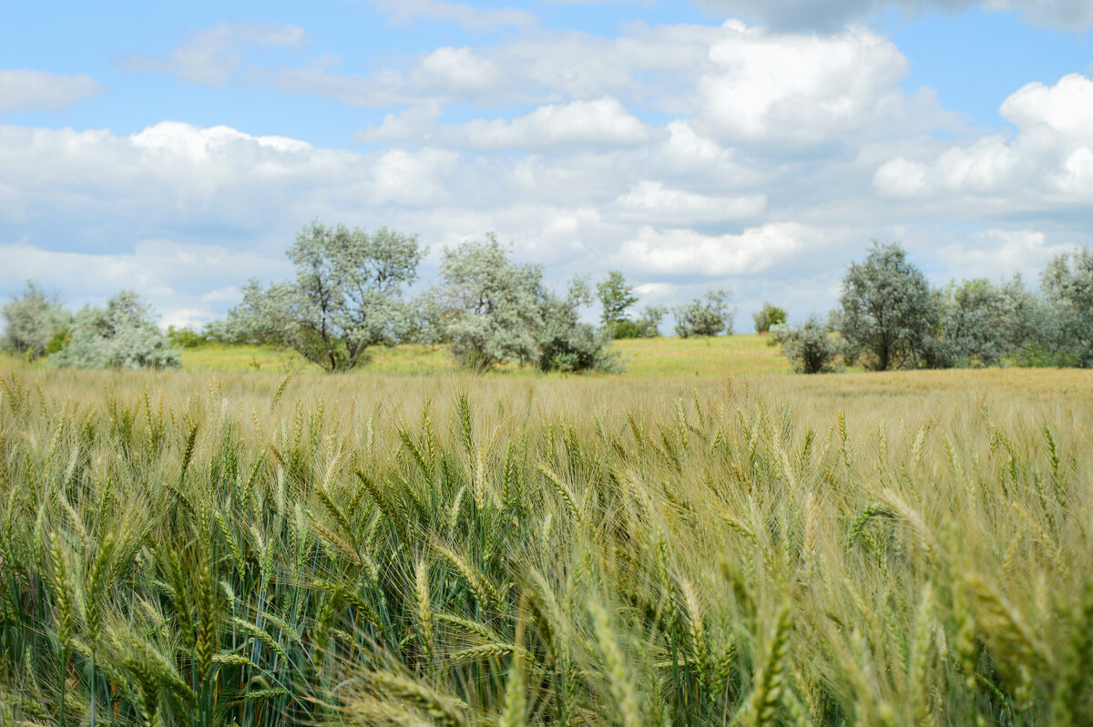 Играет ветер в поле...поспевает озимая пшеница... - Надежда Куркина Играет ветер в поле...поспевает озимая пшеница... - Надежда Куркина
