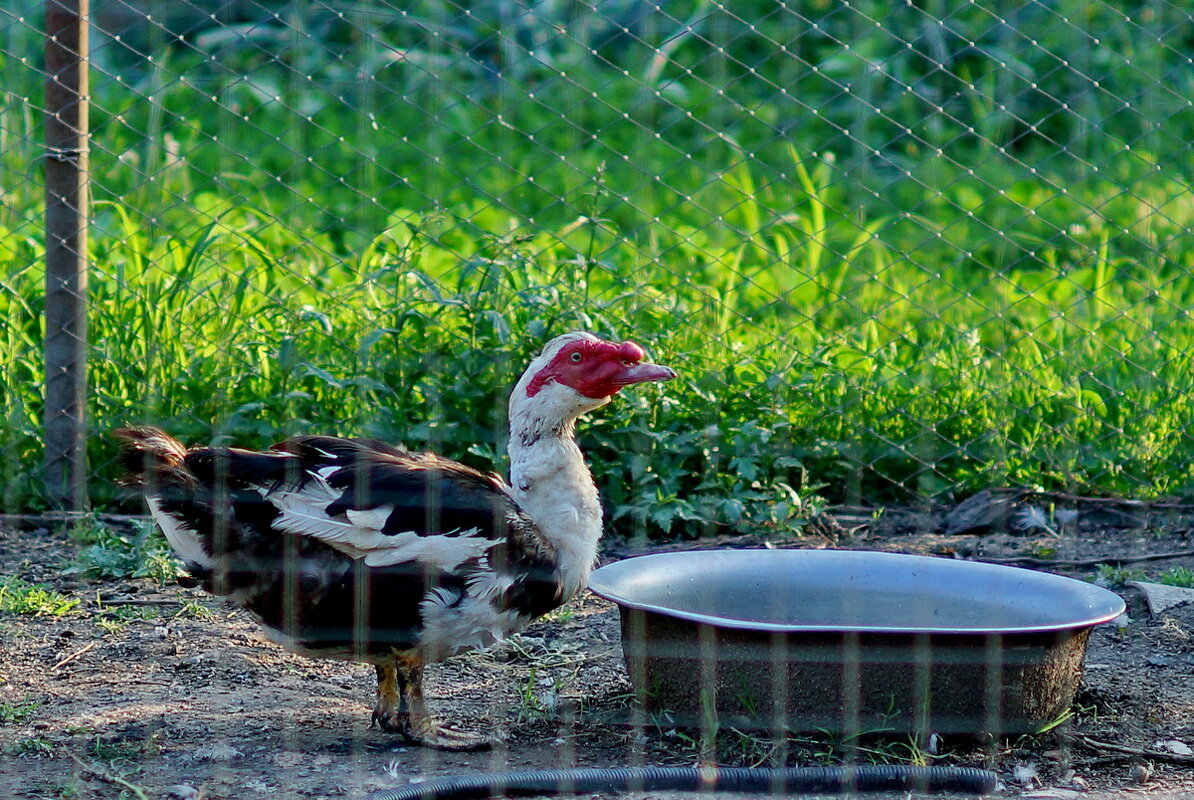 Индоутка... - Николай Саржанов