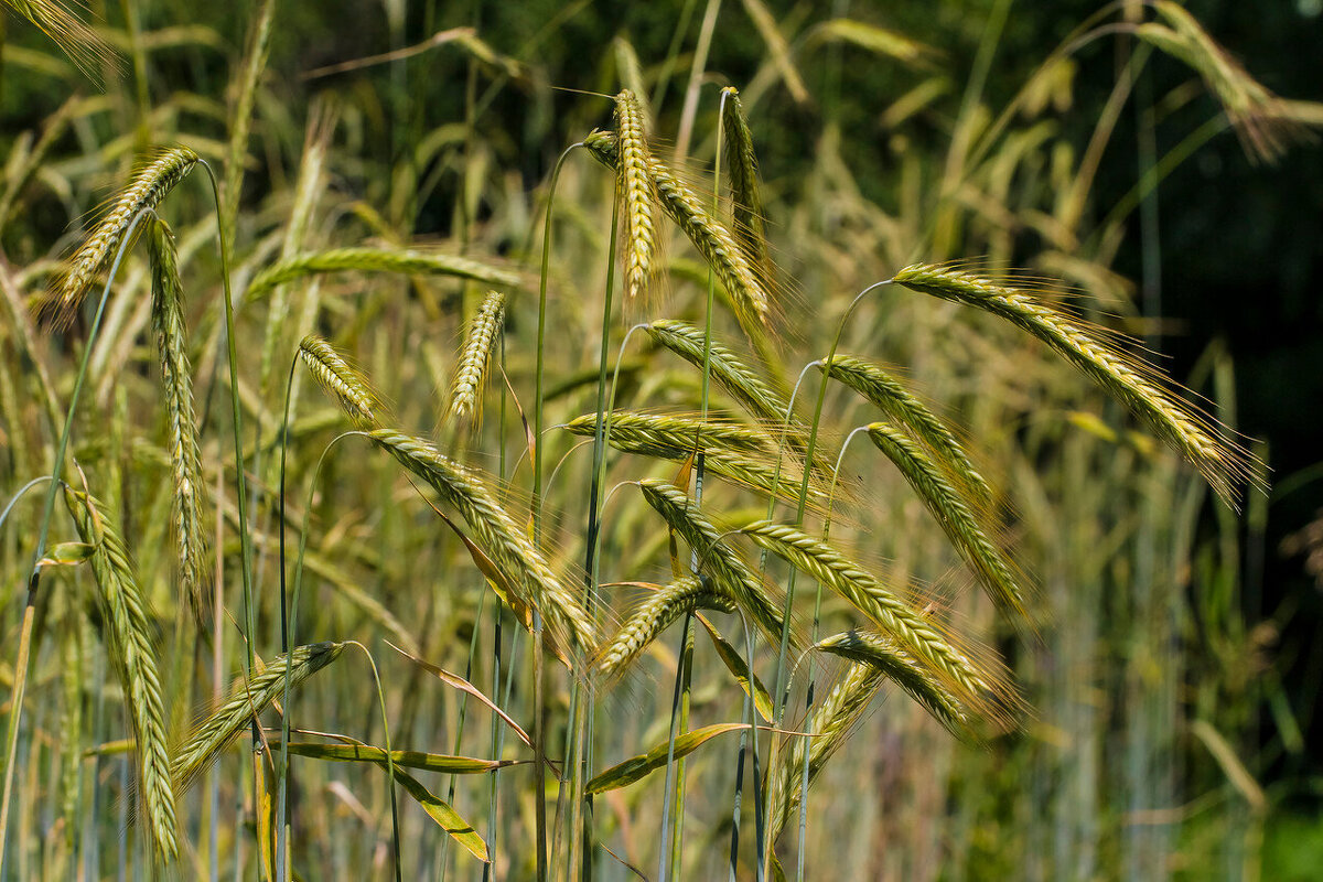 Колоски.. - Петр Беляков