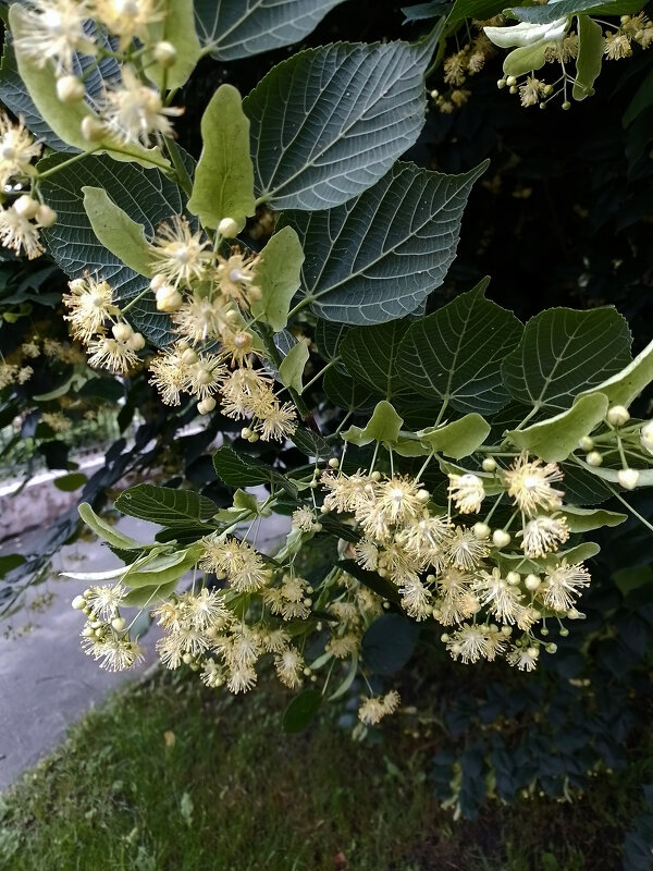 *** - Валентина Береснева