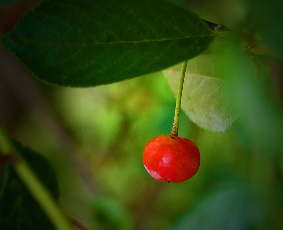 Вишенка поспела - Светлана 