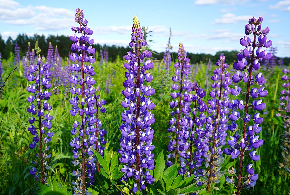 Люпины - Татьяна Тюменка