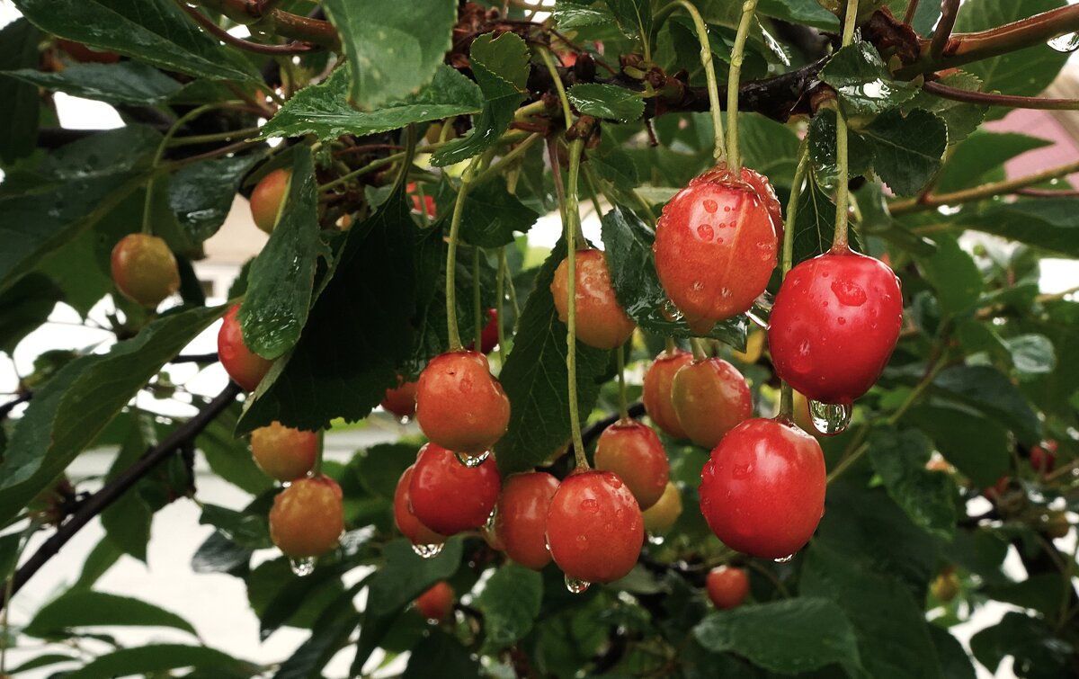 Зреют вишни - Татьяна Тюменка