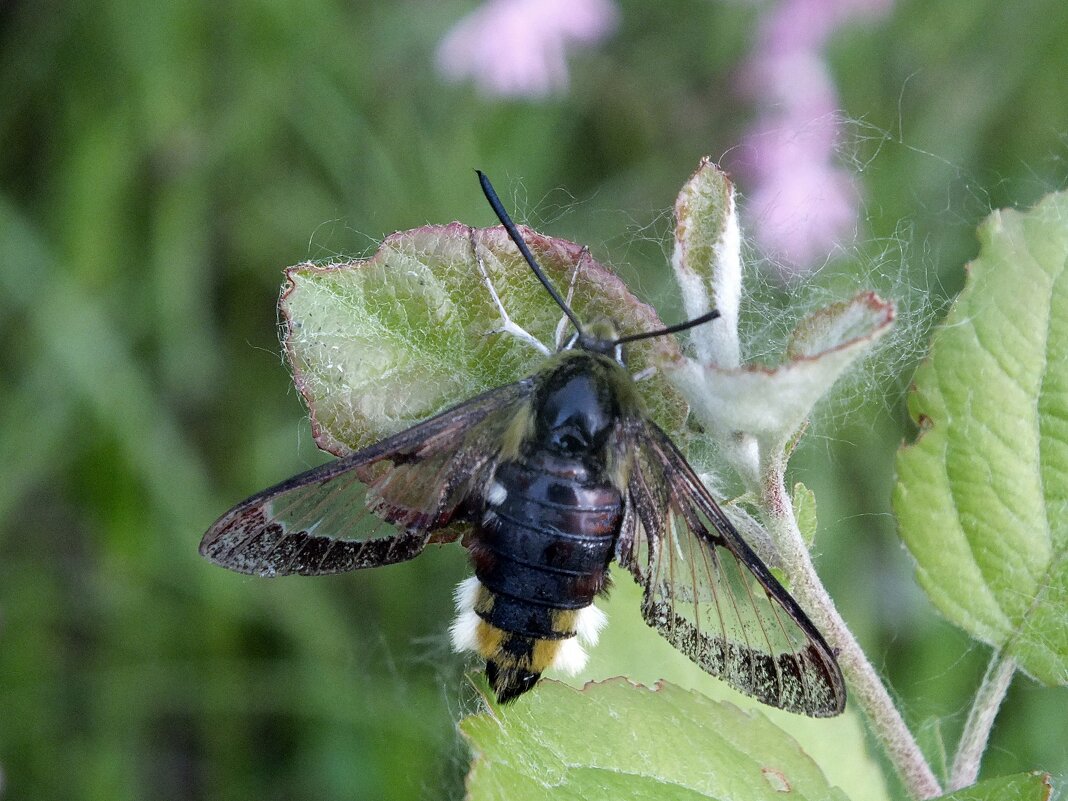 ** - Зоя Мишина