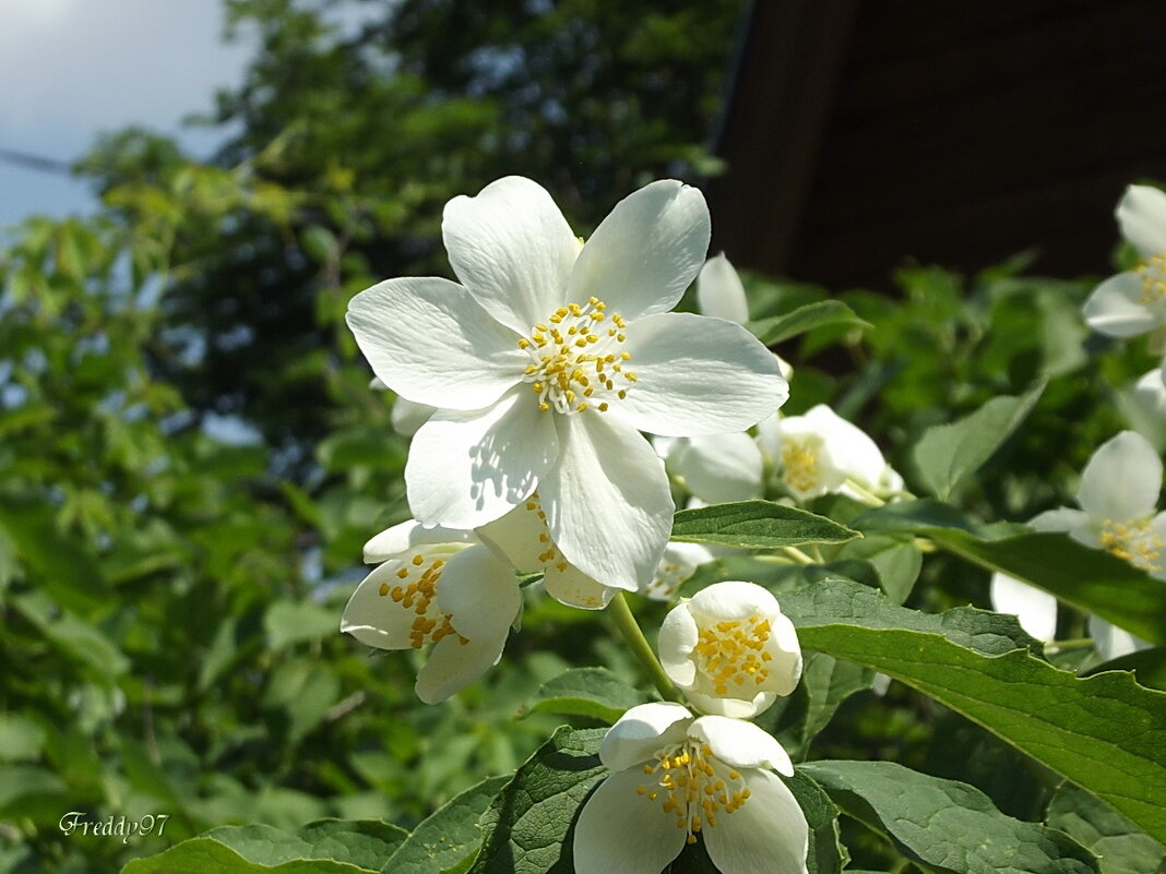 Жасмин - Freddy 97