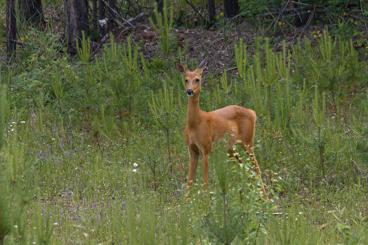 Косуля - Дмитрий Косуля - Дмитрий