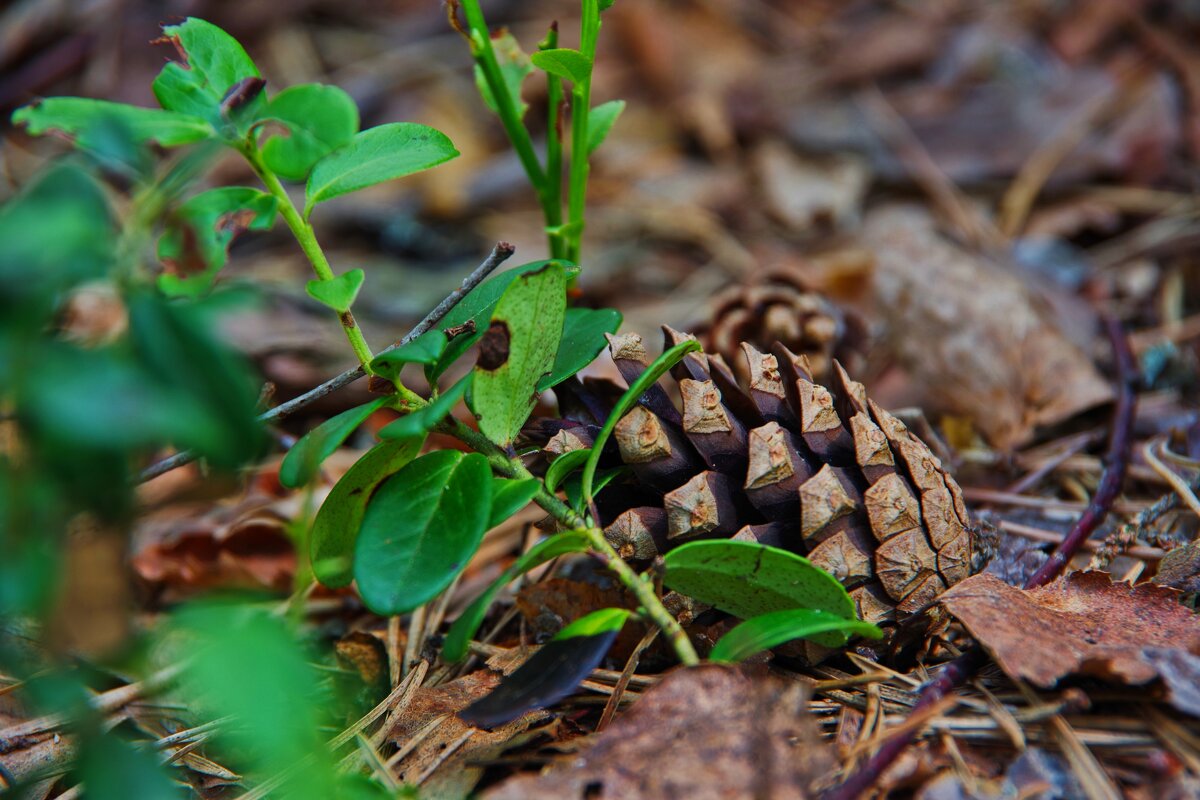 ..... - Руслан 
