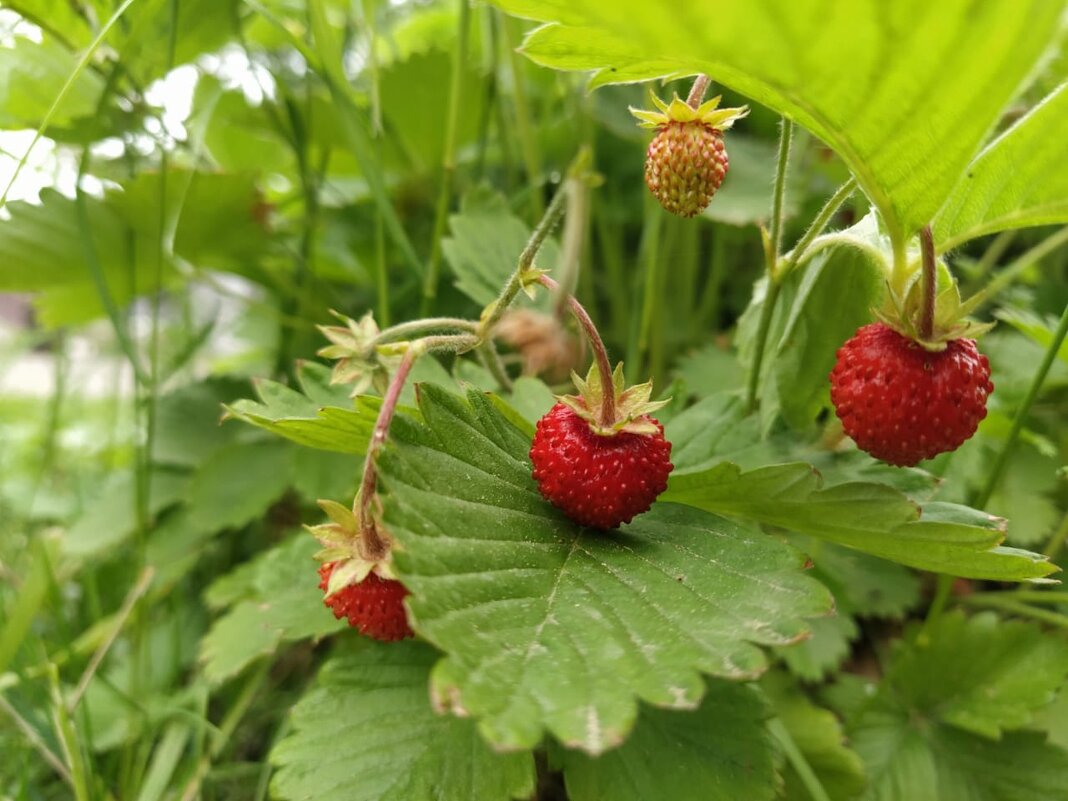 Ягодки - Ольга Лебедева (Беловласова)