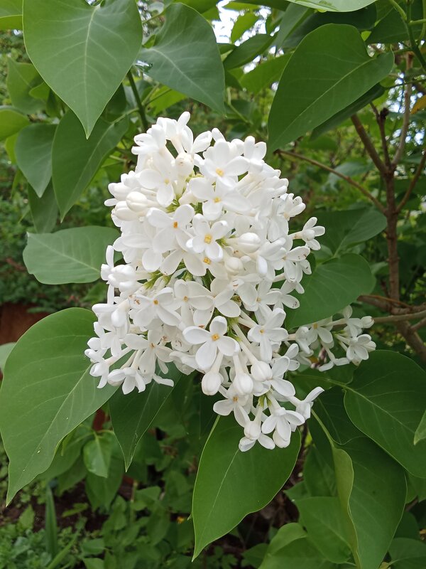 Ветка сирени - Виктор Ветка сирени - Виктор