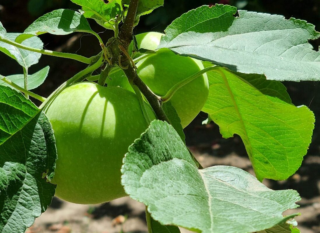 Солнце в зените - Наталья 