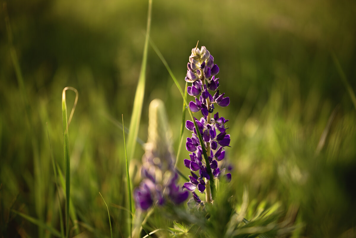 На вечерней полянке - Валерий VRN