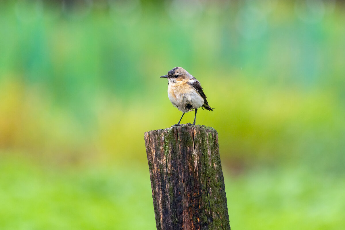 ** - Виталий Емельянов ** - Виталий Емельянов