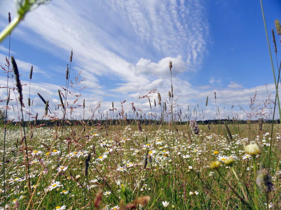 на лугу - Ольга на лугу - Ольга