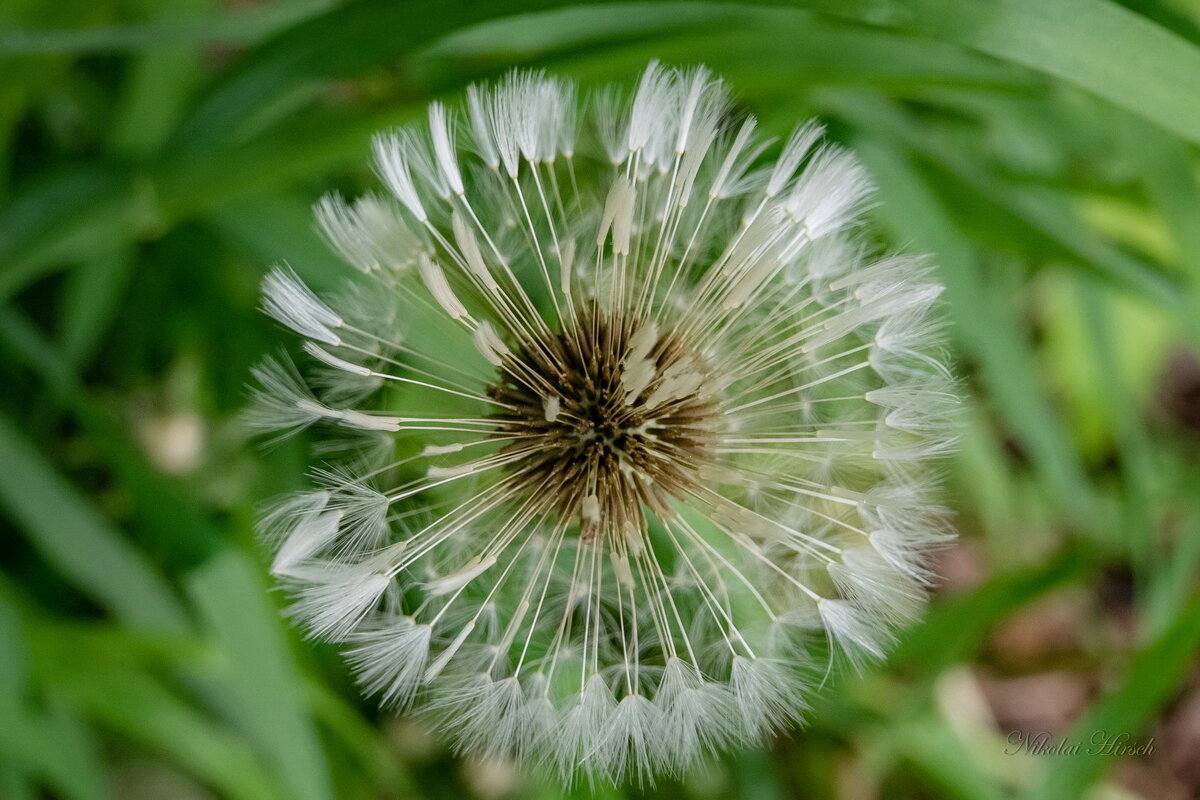 Про одуванчик... - Николай Гирш Про одуванчик... - Николай Гирш