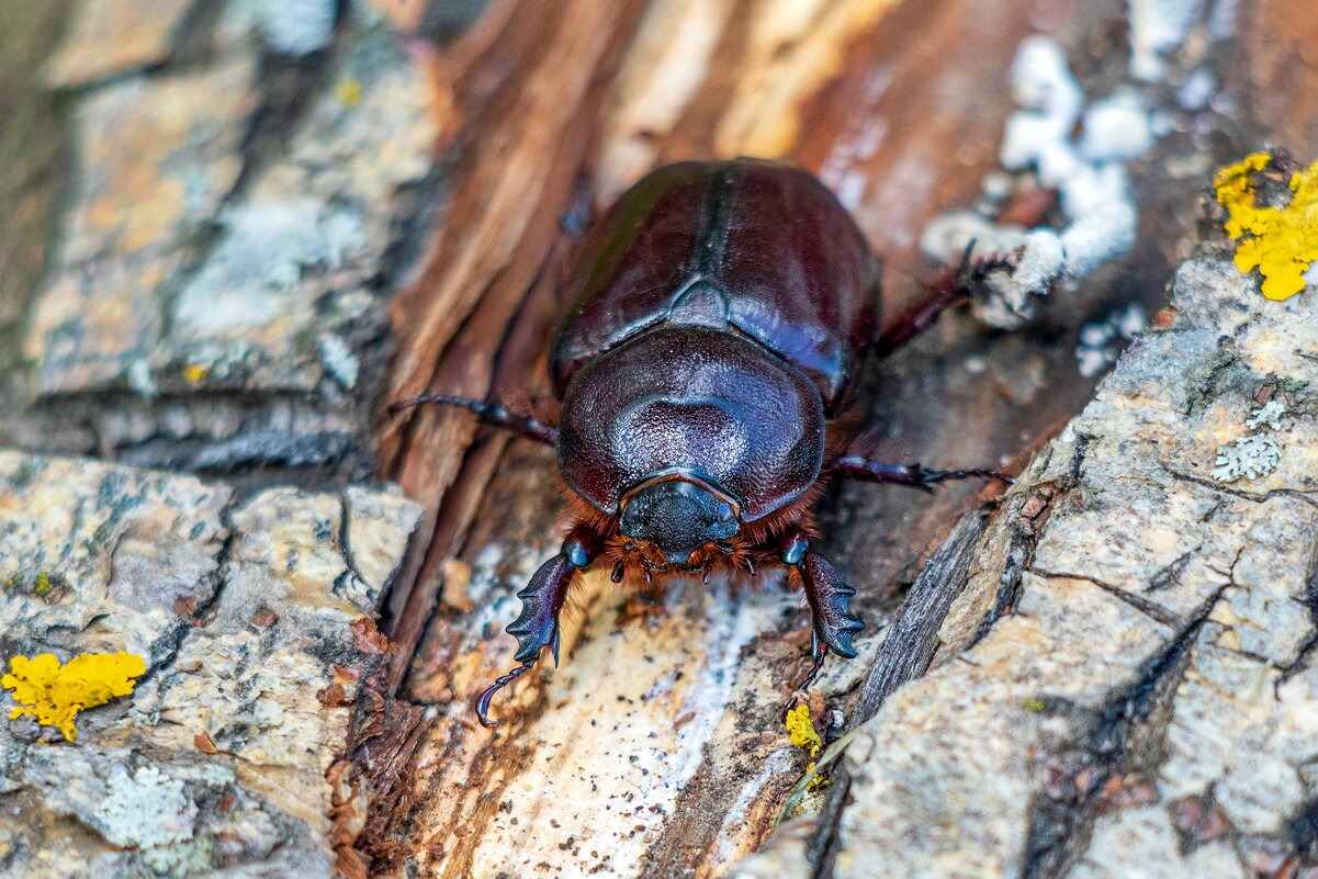 Самочка жука Носорога. - Анатолий. Chesnavik.