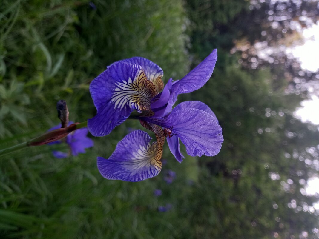 Ирис - Сапсан 