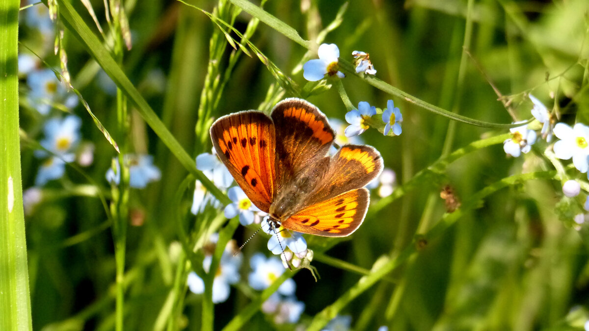 и снова бабочки 7 - Александр Прокудин и снова бабочки 7 - Александр Прокудин