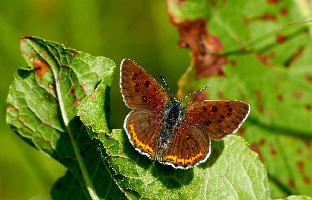 и снова бабочки 9 - Александр Прокудин