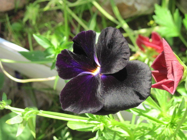 ! - Маера Урусова