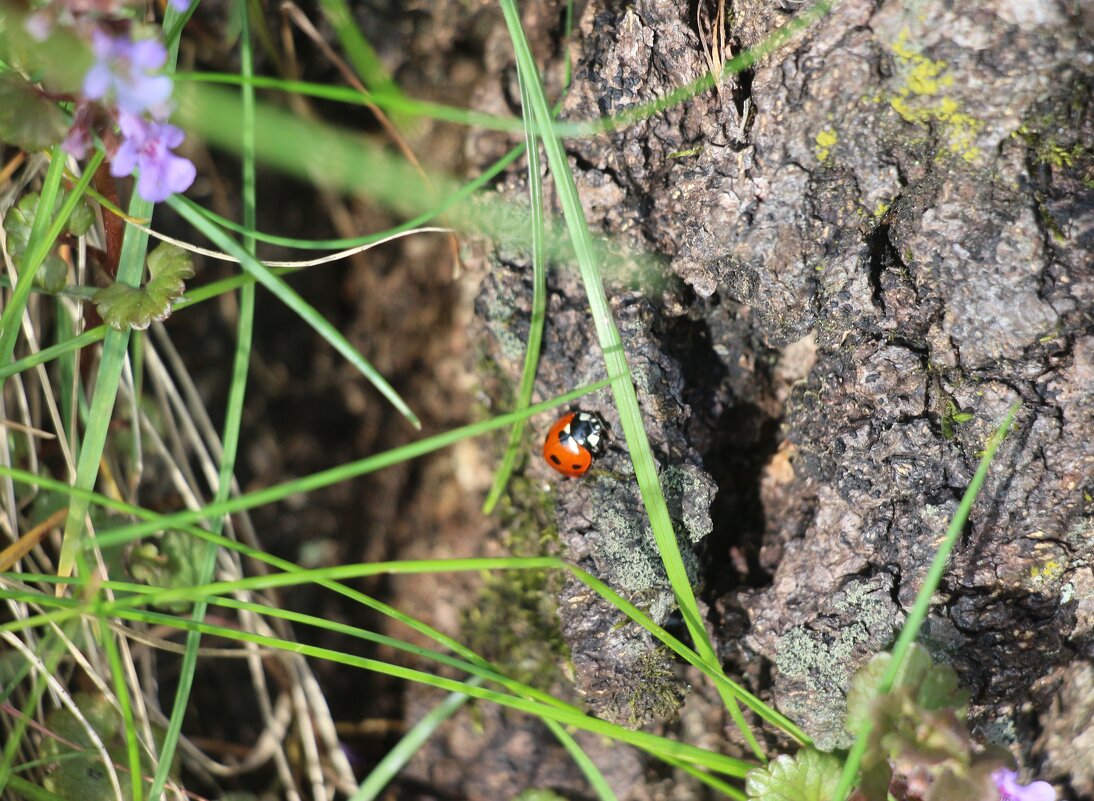 *** - Наталья Герасимова