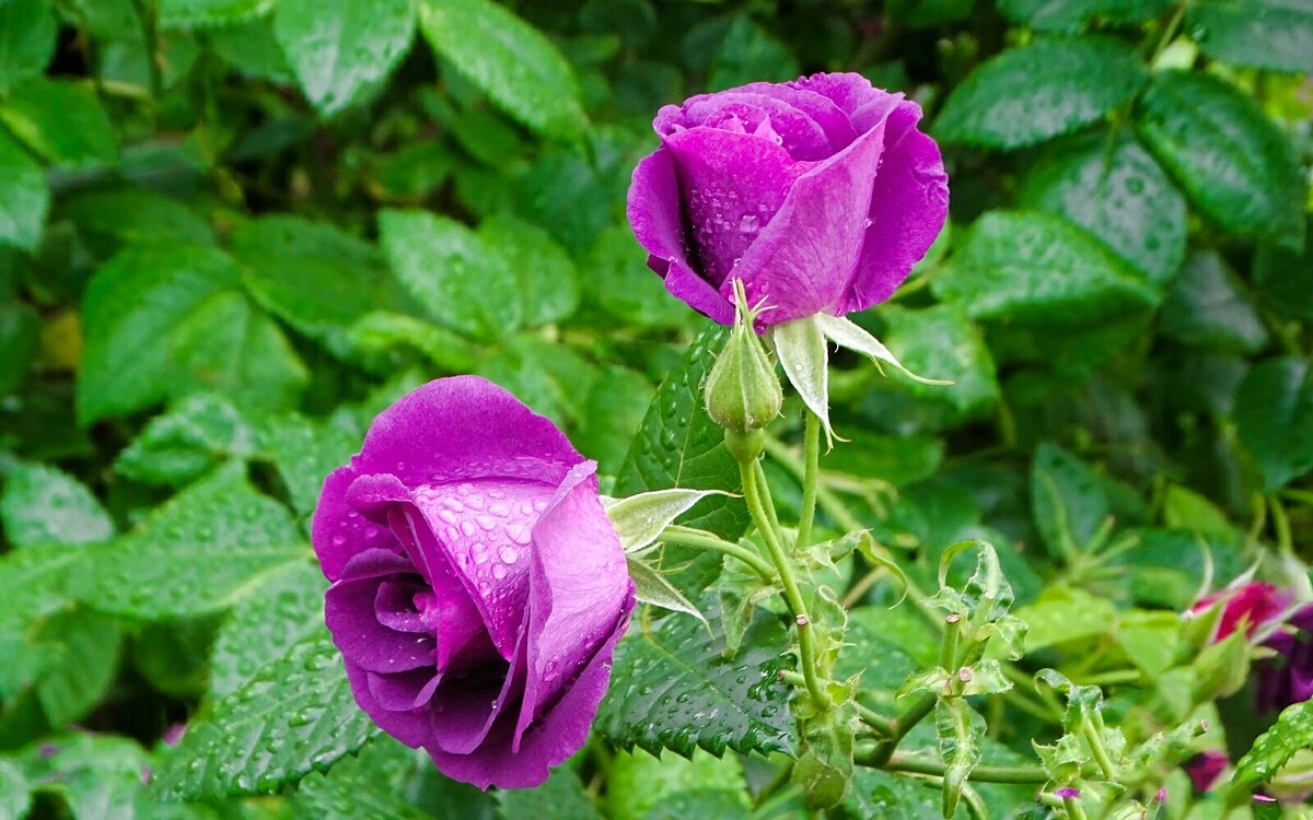 Сиреневые розы. - Милешкин Владимир Алексеевич 