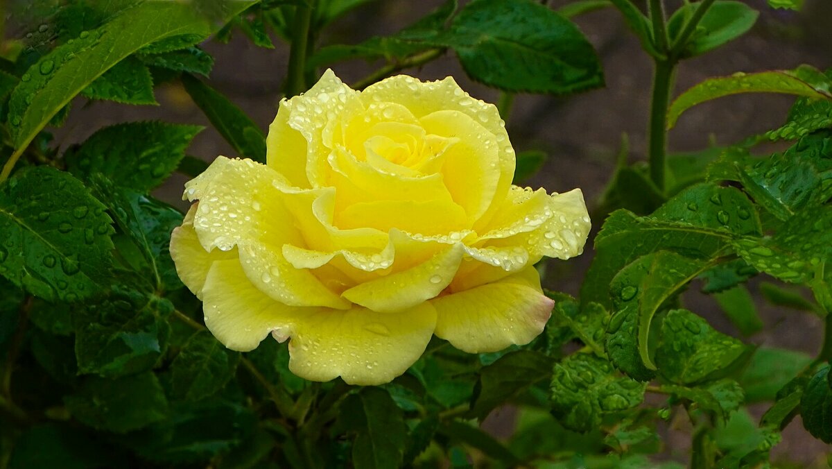 Жёлтая красавица. - Милешкин Владимир Алексеевич 