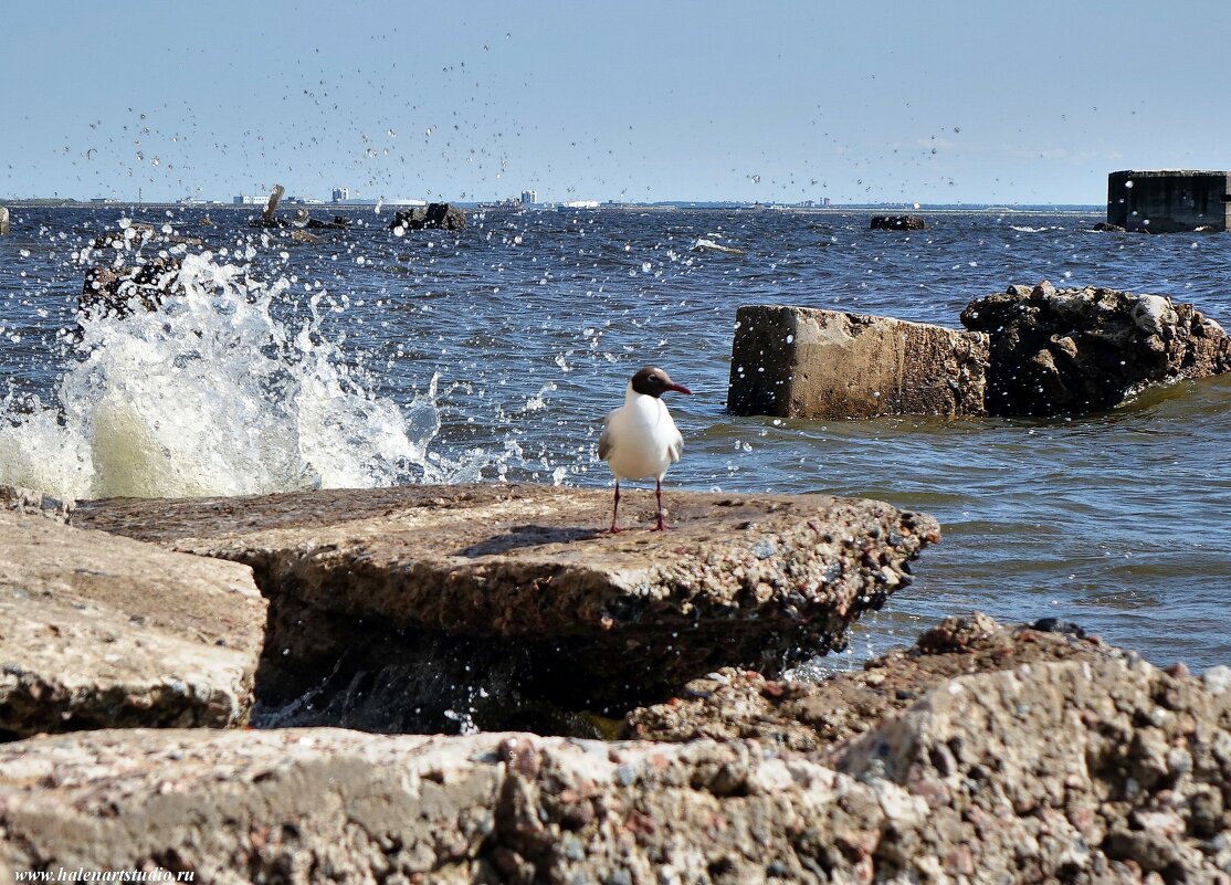 Балтийская чайка - Игорь Корф