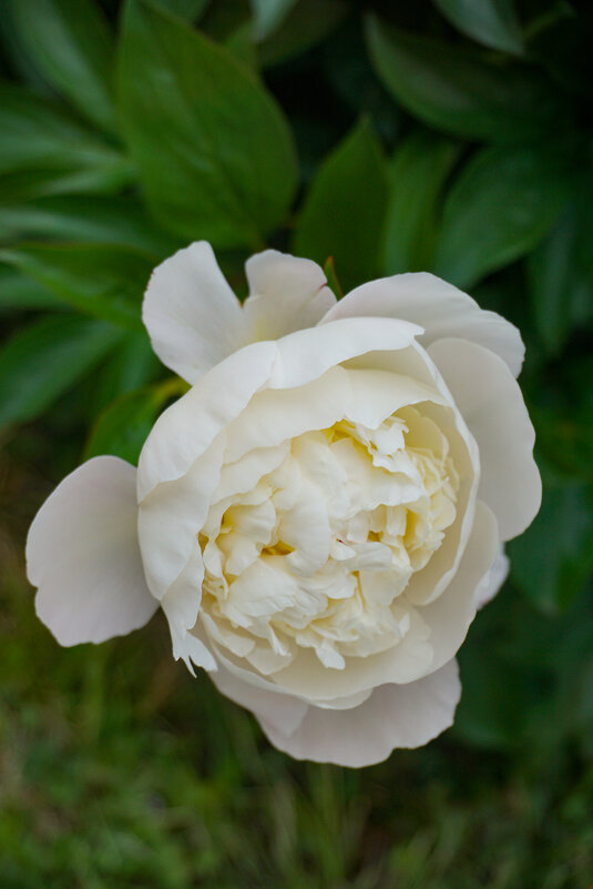 В ботаническом саду - Ольга 