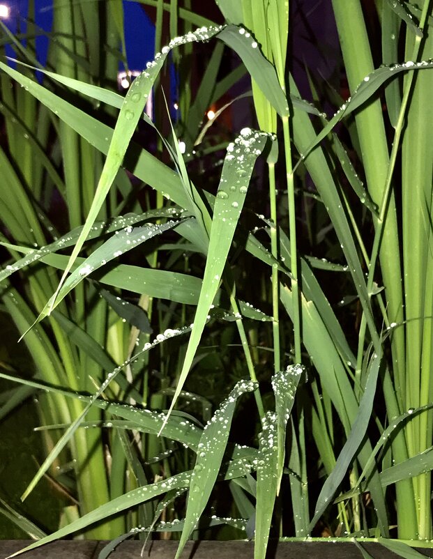 Жемчуга) - Любовь 