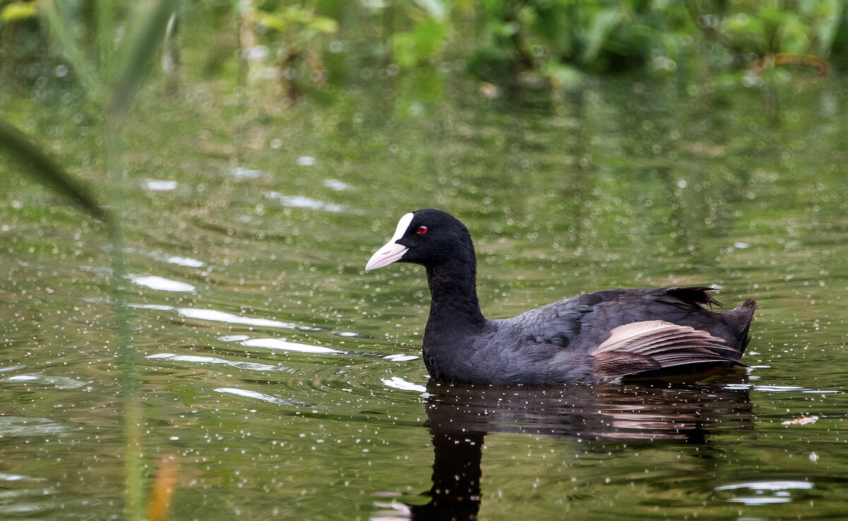 Лысуха. - Владимир Безбородов